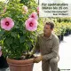 Hibiskus-Erde Premium – 10L Spezialsubstrat für tropische Blütenpracht