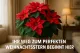 Weihnachtsstern-Erde Premium – 10L Spezialsubstrat für Euphorbia pulcherrima - PROFI LINIE