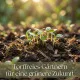 Komposterde ORGANIC LINIE – 10L torffreies Kompost Spezialsubstrat für organisches Urban Gardening