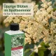Tetrapanax Dünger, NPK Flüssigdünger für Reispapierbaum, Spezialdünger für Tetrapanax papyrifer, Fördert Riesenblätter & Blüten, 250ml