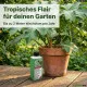 Tetrapanax Dünger, NPK Flüssigdünger für Reispapierbaum, Spezialdünger für Tetrapanax papyrifer, Fördert Riesenblätter & Blüten, 250ml
