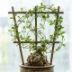 Caudex Dünger – Spezial-Flüssigdünger für Commiphora, Operculicarya, Fockea & alle Caudex-Pflanzen