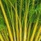 Goldfruchtpalme Dünger – HIGH-TECH NPK Flüssigdünger für Dypsis lutescens, Areca-Palme & Goldpalme – Perfekt für üppiges Wachstum & sattgrüne Wedel – Made in Germany