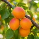 Aprikosen Dünger – HIGH-TECH NPK Flüssigdünger für Prunus armeniaca, Marille & Aprikosenbaum – Perfekt für reiche Ernte & süße Früchte – Made in Germany