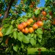 Aprikosen Dünger – HIGH-TECH NPK Flüssigdünger für Prunus armeniaca, Marille & Aprikosenbaum – Perfekt für reiche Ernte & süße Früchte – Made in Germany
