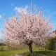 Aprikosen Dünger – HIGH-TECH NPK Flüssigdünger für Prunus armeniaca, Marille & Aprikosenbaum – Perfekt für reiche Ernte & süße Früchte – Made in Germany