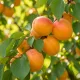 Aprikosen Dünger – HIGH-TECH NPK Flüssigdünger für Prunus armeniaca, Marille & Aprikosenbaum – Perfekt für reiche Ernte & süße Früchte – Made in Germany