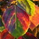 Parrotie Dünger – HIGH-TECH NPK Flüssigdünger für Parrotia persica, Eisenholzbaum & Eisenbaum – Perfekt für leuchtende Herbstfärbung & starkes Wachstum – Made in Germany