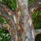 Parrotie Dünger – HIGH-TECH NPK Flüssigdünger für Parrotia persica, Eisenholzbaum & Eisenbaum – Perfekt für leuchtende Herbstfärbung & starkes Wachstum – Made in Germany