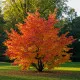 Parrotie Dünger – HIGH-TECH NPK Flüssigdünger für Parrotia persica, Eisenholzbaum & Eisenbaum – Perfekt für leuchtende Herbstfärbung & starkes Wachstum – Made in Germany