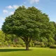Parrotie Dünger – HIGH-TECH NPK Flüssigdünger für Parrotia persica, Eisenholzbaum & Eisenbaum – Perfekt für leuchtende Herbstfärbung & starkes Wachstum – Made in Germany