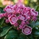 Kalmia Dünger – HIGH-TECH NPK Flüssigdünger für Lorbeerrosen, Berglorbeer & Kalmien – Perfekt für spektakuläre Blüten & gesundes Laub – Made in Germany