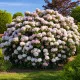 Kalmia Dünger – HIGH-TECH NPK Flüssigdünger für Lorbeerrosen, Berglorbeer & Kalmien – Perfekt für spektakuläre Blüten & gesundes Laub – Made in Germany