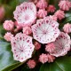 Kalmia Dünger – HIGH-TECH NPK Flüssigdünger für Lorbeerrosen, Berglorbeer & Kalmien – Perfekt für spektakuläre Blüten & gesundes Laub – Made in Germany