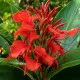 Hedychium Dünger – HIGH-TECH NPK Flüssigdünger für Zieringwer & Schmetterlingslilien – Perfekt für exotische Blüten & kräftige Rhizome – Made in Germany