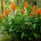 Hedychium Dünger – HIGH-TECH NPK Flüssigdünger für Zieringwer & Schmetterlingslilien – Perfekt für exotische Blüten & kräftige Rhizome – Made in Germany