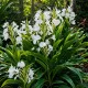 Hedychium Dünger – HIGH-TECH NPK Flüssigdünger für Zieringwer & Schmetterlingslilien – Perfekt für exotische Blüten & kräftige Rhizome – Made in Germany