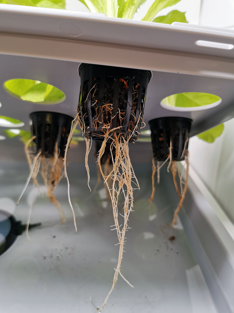 Aqua 36B Pro Hydroponic AnzuchtSystem XL 40 x 60 cm, für Nutzpflanzen