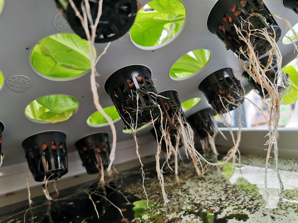 Aqua 36C Pro Hydroponic AnzuchtSystem XL 40 x 60 cm, für Nutzpflanzen