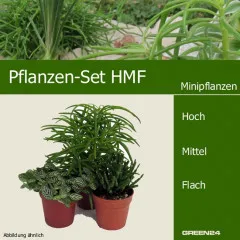Mini-Pflanzen Set HMF 3 Pflanzen Mini-Pflanzen Set HMF 3 Pflanzen