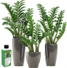 Zamioculcas zamiifolia fertilizer, NPK liquid fertilizer for Zanzibar gem, ZZ plant, Zuzu plant, aroid palm, eternity plant and emerald palm