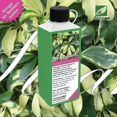 Strahlenaralie Dünger – 250 ml Flüssigdünger für Schefflera, Regenschirmpflanze & Zwerg-Schefflera – HIGH-TECH NPK Perfekt für kräftiges Wachstum & tiefgrüne Blätter – Made in Germany