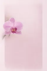 Orchideen-Komplex AF - 5 Liter anwendungsfertiger Dünger kalkfrei mit Spurenelementen für tropische Orchideen. Vitalität, Farbe & Blütenpracht wie im Regenwald.