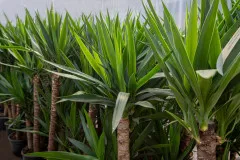 Yucca-Erde Premium – 10L Spezialsubstrat für majestätische Palmlilien und Sukkulenten - PROFI LINIE