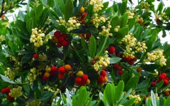 Erdbeerbaum Dünger 250 ml – Premium NPK für Arbutus unedo