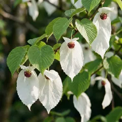 Davidia Dünger, NPK Flüssigdünger für Taschentuchbaum & Taubenbaum 250ml, Spezialdünger für Davidia involucrata, Fördert Hochblätter & Vitalität