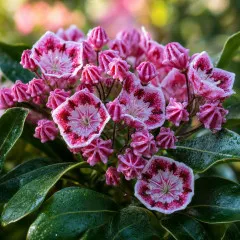 Kalmia Dünger – HIGH-TECH NPK Flüssigdünger für Lorbeerrosen, Berglorbeer & Kalmien – Perfekt für spektakuläre Blüten & gesundes Laub – Made in Germany
