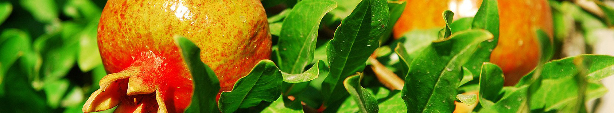 Pflanzen Versand - Garten Shop GREEN24